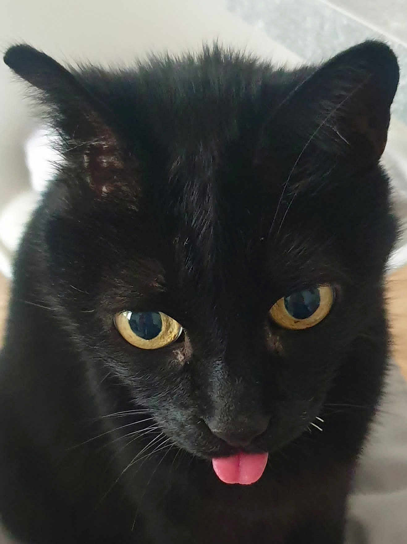 Bounty a rejoint le concours — aidez-le/la à gagner de superbes lots ! black_cat, cat, pet, close_up, yellow_eyes, tongue_out, playful, fur, whiskers, cute, animal, domestic_cat, portrait, face, indoor, mammal, feline, black_fur, adorable, expression