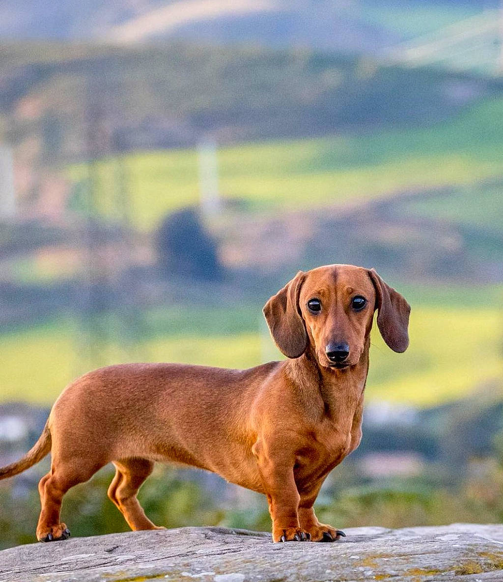 Cali joined the competition — help win amazing prizes! canidae, carnivore, collar, companion_dog, dog, dog_breed, fawn, grass, gun_dog, hound, hunting_dog, landscape, liver, scent_hound, snout, sporting_group, tail, terrestrial_animal, working_animal, working_dog