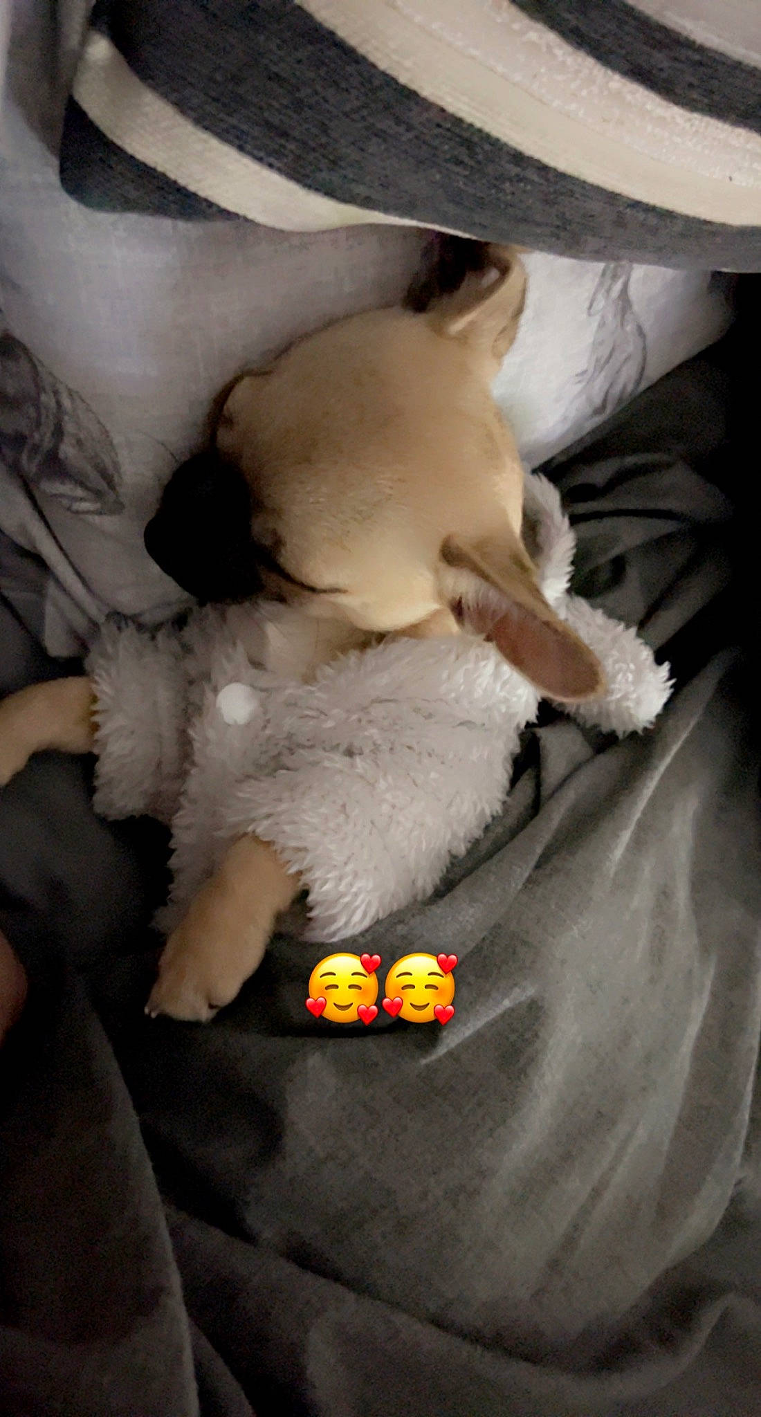 Millie is registered to the contest to win money with this photo: canidae, carnivore, cockatoo, comfort, companion_dog, dog_breed, fawn, felidae, fur, plush, polar_bear, room, small_to_medium_sized_cats, snout, sporting_group, stuffed_toy, tail, teddy_bear, toy, whiskers