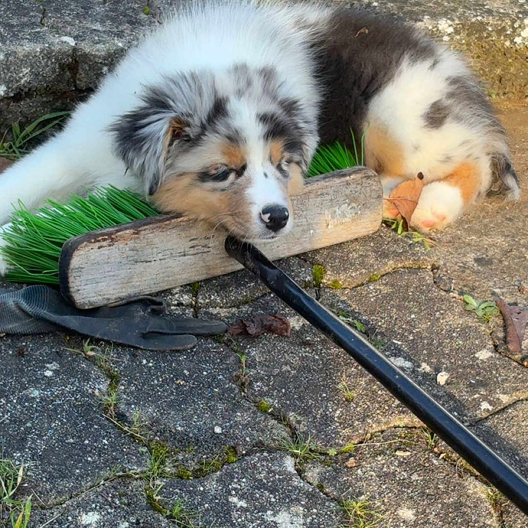 Hijo
