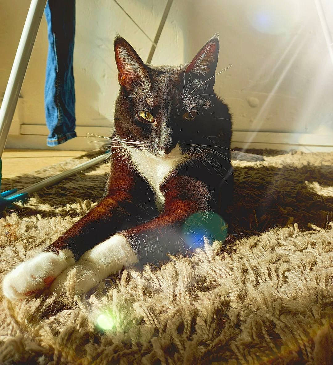 Calou participe au concours pour gagner de l'argent avec cette photo : black_cat, carnivore, cat, claw, domestic_short_haired_cat, electric_blue, fawn, felidae, foot, fur, grass, human_leg, leg, paw, sitting, small_to_medium_sized_cats, snout, soil, tail, whiskers