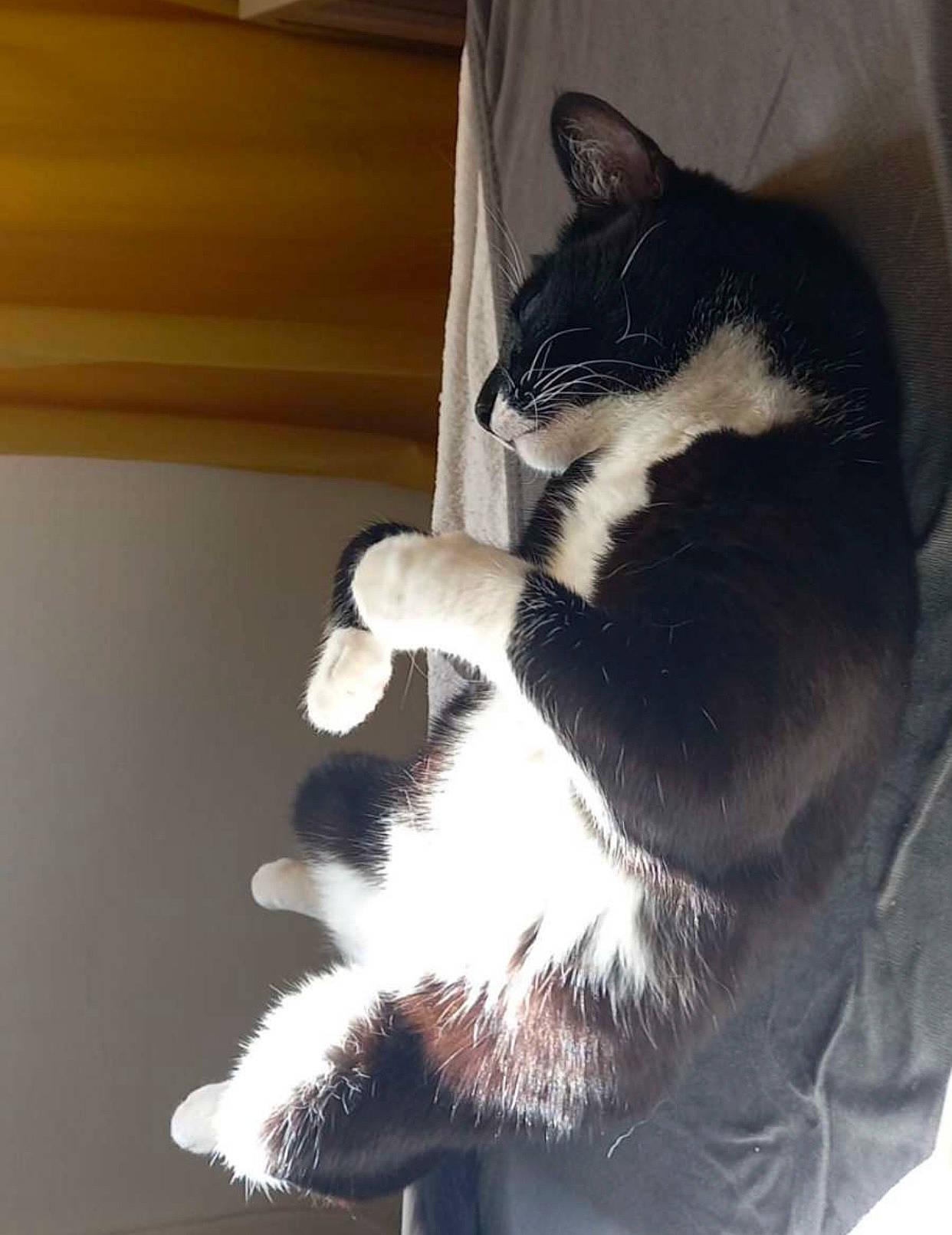 Calou a rejoint le concours — aidez-le/la à gagner de superbes lots ! carnivore, cat, claw, comfort, domestic_short_haired_cat, eye, felidae, flooring, foot, fur, hardwood, human_leg, leg, monochrome_photography, paw, small_to_medium_sized_cats, tail, whiskers, window, wood