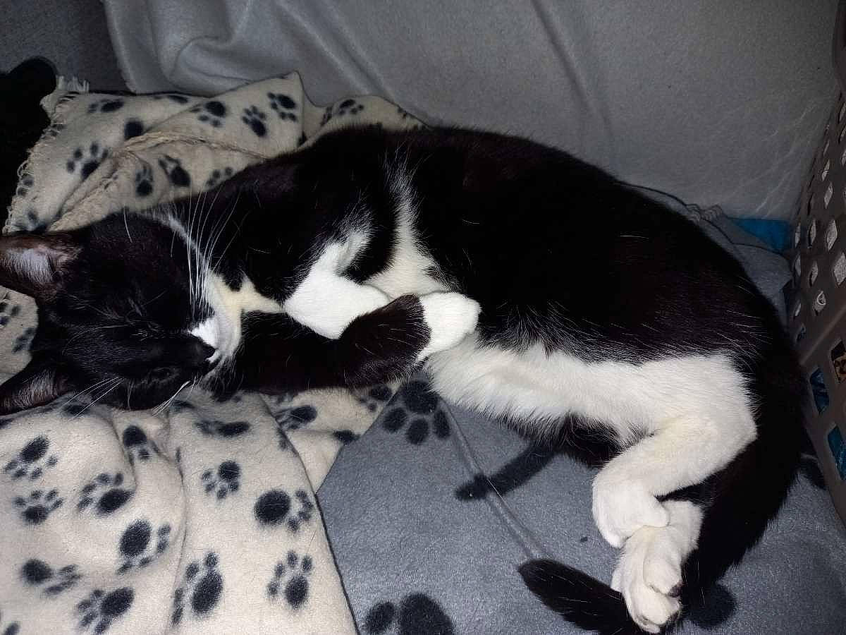 Calou a rejoint le concours — aidez-le/la à gagner de superbes lots ! carnivore, cat, claw, comfort, dog_breed, domestic_short_haired_cat, felidae, fur, linens, mammal, nap, pattern, paw, sleep, small_to_medium_sized_cats, tail, vertebrate, whiskers