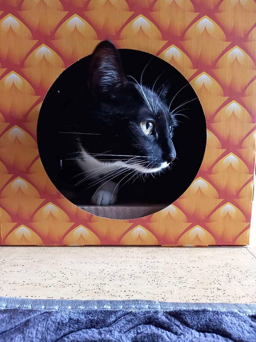 Calou a rejoint le concours — aidez-le/la à gagner de superbes lots ! black, black_cat, blue, bombay, carnivore, cat, comfort, electric_blue, felidae, fur, gesture, pattern, purple, rectangle, small_to_medium_sized_cats, snout, terrestrial_animal, thumb, vegetable, whiskers