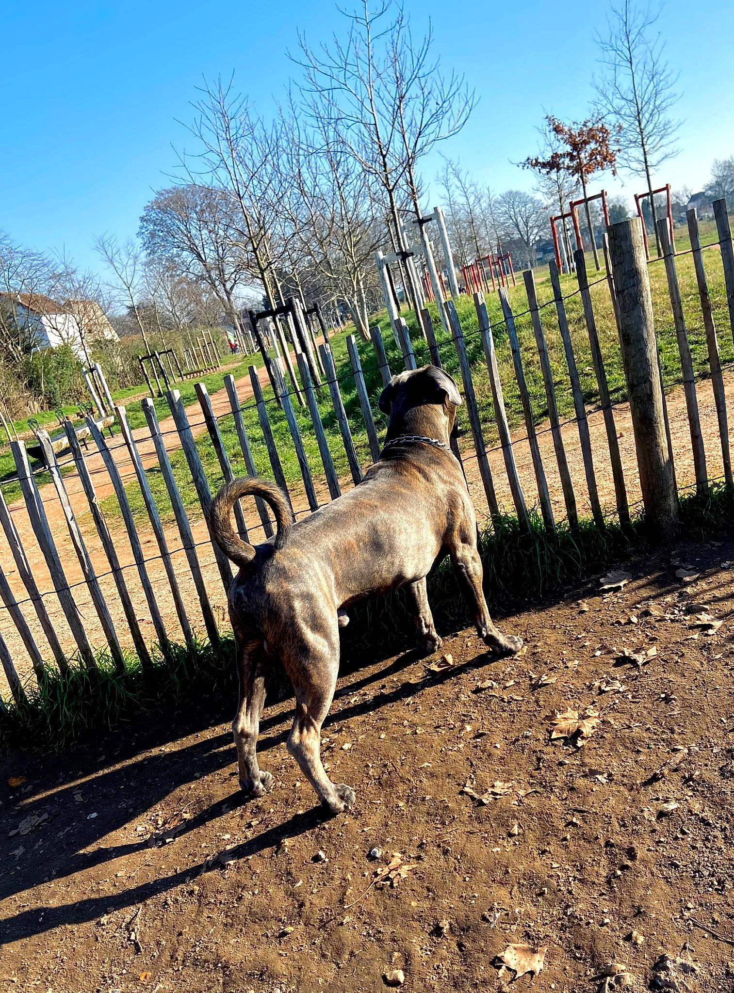 Goku participe au concours pour gagner de l'argent avec cette photo : carnivore, dog, dog_breed, fawn, fence, field, grass, grassland, home_fencing, landscape, livestock, plant, sky, snout, sporting_group, tail, terrestrial_animal, tree, wood, working_animal