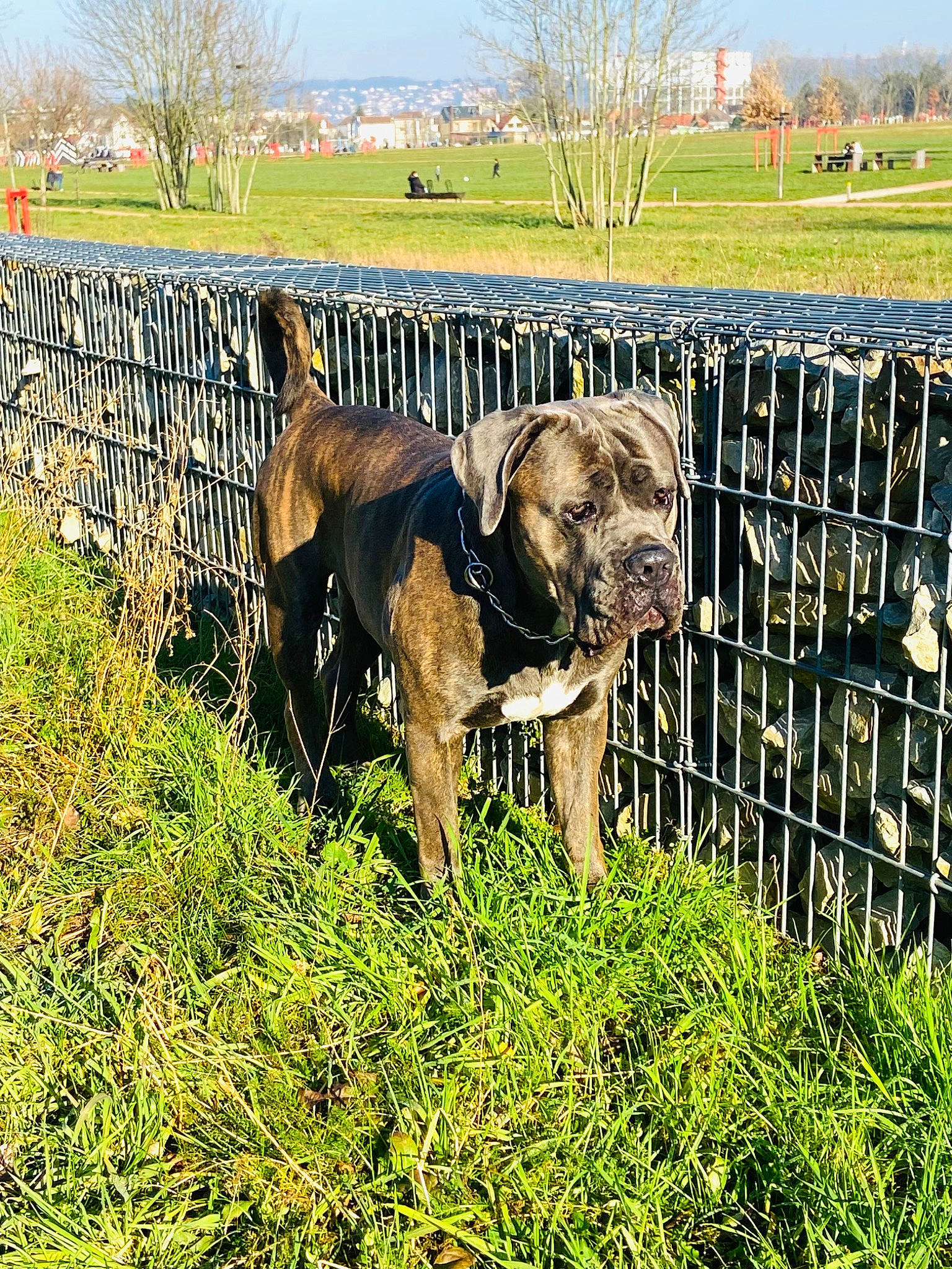 Goku participe au concours pour gagner de l'argent avec cette photo : agriculture, carnivore, dog_breed, fawn, fence, field, grass, grass_family, grassland, grazing, landscape, meadow, plant, prairie, sky, snout, sporting_group, terrestrial_animal, tree, working_animal