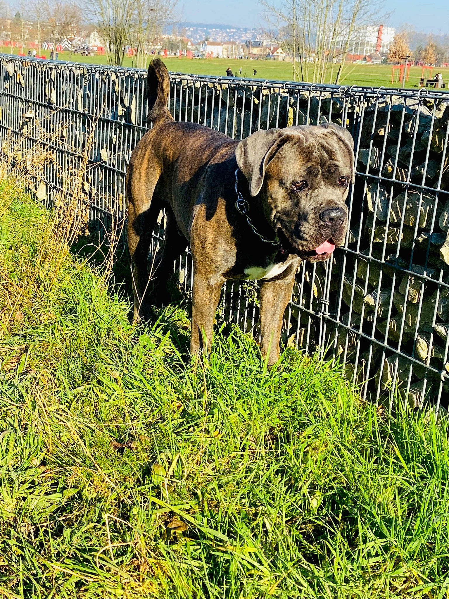 Goku a rejoint le concours — aidez-le/la à gagner de superbes lots ! agriculture, canidae, carnivore, dog, dog_breed, fawn, fence, grass, grassland, gun_dog, landscape, pasture, people_in_nature, plant, prairie, sporting_group, terrestrial_animal, tree, wire_fencing, working_animal