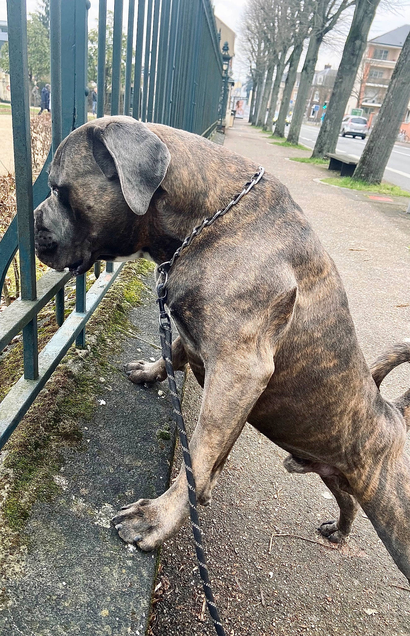 Goku participe au concours pour gagner de l'argent avec cette photo : canidae, carnivore, collar, companion_dog, dog, dog_breed, dog_collar, fawn, fence, grass, gun_dog, liver, pet_supply, plant, snout, sporting_group, tail, terrestrial_animal, tree, working_animal