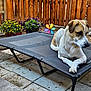 Brandon joined the competition — help win amazing prizes! dog, pet_bed, backyard, wooden_fence, flower_pots, colorful_flowers, pinwheel, outdoor, paved_ground, relaxed, canine, sunlight, garden, resting, animal, summer, nature, quiet, peaceful, daytime