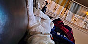 Brandon joined the competition — help win amazing prizes! dog, sleeping, couch, leather, indoor, blanket, collar, paw, relaxed, pet, furniture, wall, curtain, photo_frame, home, cozy, animal, resting, domestic, comfort