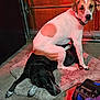 Brandon is registered to the contest to win money with this photo: dog, two_dogs, white_dog, black_dog, sitting, lying_down, mat, garage, concrete_floor, door, fur, pet, collar, indoor, animal, friendship, red_lighting, expression, funny, companions