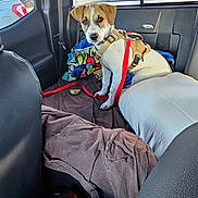 Brandon joined the competition — help win amazing prizes! puppy, dog, car_interior, blanket, harness, leash, seat, window, parking_lot, car, bottle, water_bottle, cushion, tan_and_white, pet, animal, young_dog, leather_seat, daylight, looking_at_camera