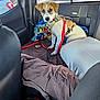 puppy, dog, car_interior, blanket, harness, leash, seat, window, parking_lot, car, bottle, water_bottle, cushion, tan_and_white, pet, animal, young_dog, leather_seat, daylight, looking_at_camera
