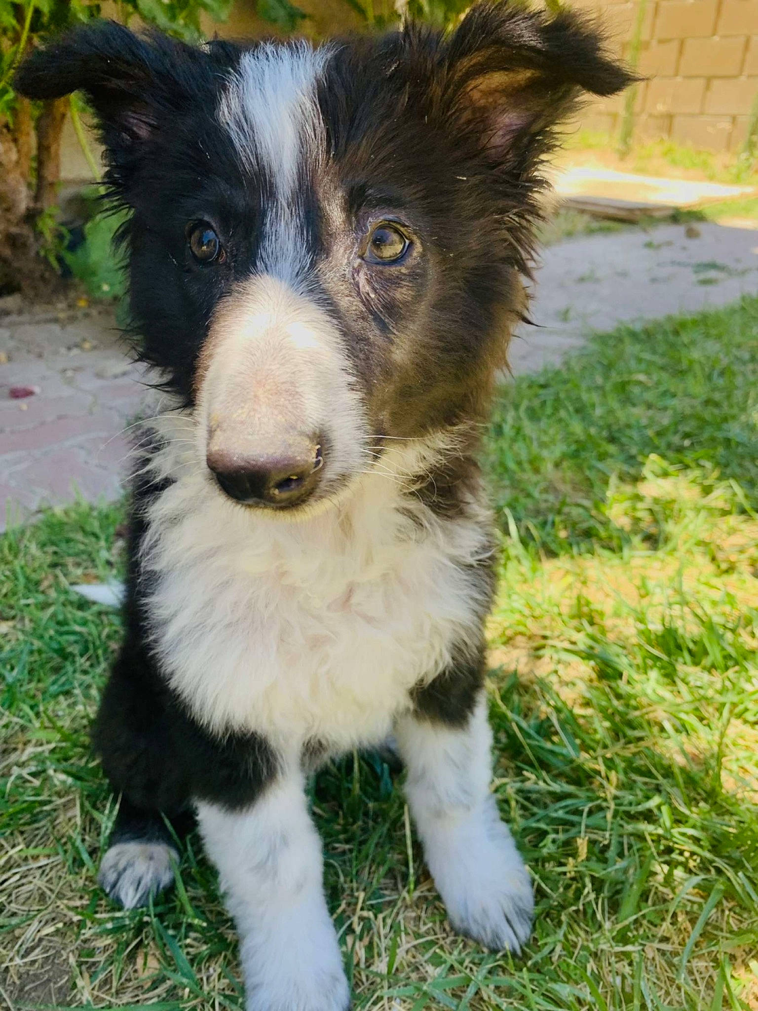 Luna is registered to the contest to win money with this photo: australian_collie, australian_shepherd, border_collie, canidae, carnivore, companion_dog, dog, dog_breed, dog_collar, fur, grass, gun_dog, herding_dog, plant, snout, sporting_group, terrestrial_animal, whiskers, working_animal, working_dog