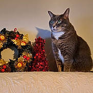 Chloe joined the competition — help win amazing prizes! cat, tabby_cat, green_eyes, holiday_decorations, wreath, red_berries, tinsel_tree, festive, indoor, pet, feline, decor, cozy, white_surface, texture, sitting, attentive, domestic_animal, christmas, ornament