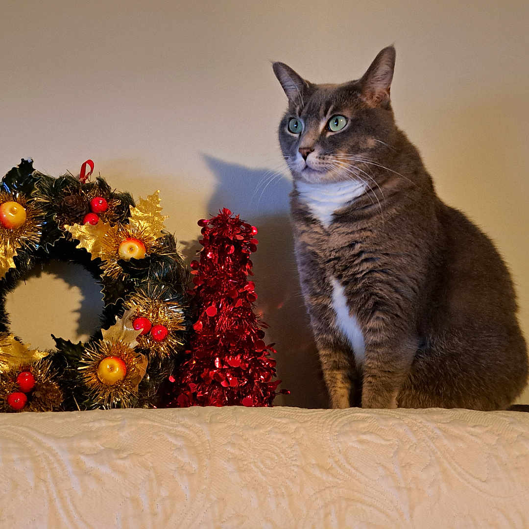 Chloe joined the competition — help win amazing prizes! attentive, cat, christmas, cozy, decor, domestic_animal, feline, festive, green_eyes, holiday_decorations, indoor, ornament, pet, red_berries, sitting, tabby_cat, texture, tinsel_tree, white_surface, wreath