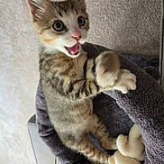 Fred is registered to the contest to win money with this photo: cat, kitten, animal, pet, tabby, brown_fur, white_fur, blue_eyes, open_mouth, meowing, sitting, paws, whiskers, ears, cute, playful, basket, blanket, indoors, portrait