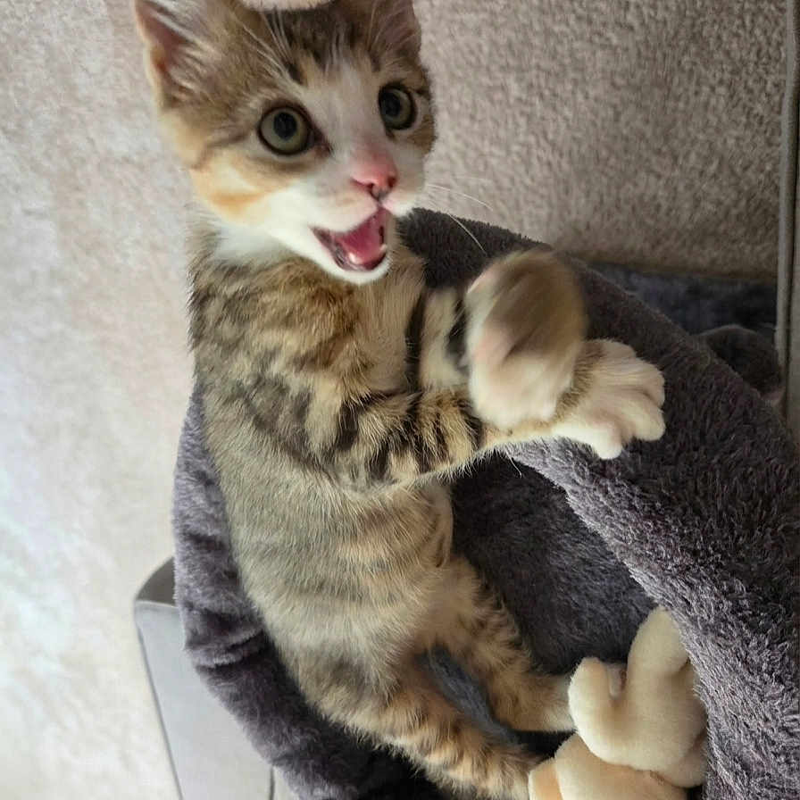 Fred