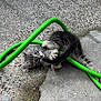 Ally a rejoint le concours — aidez-le/la à gagner de superbes lots ! animal, background, cat, claw, concrete, curious, cute, eyes, fur, gray_tabby, green_hose, kitten, outdoor, paws, pet, playful, small, tangled, texture, young