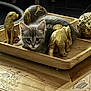 Ally a rejoint le concours — aidez-le/la à gagner de superbes lots ! animal, cat, closeup, cozy, decor, decorative_spheres, dog_statue, elephant_statue, furniture, glass_table, golden_figurines, gray_cat, indoor, kitten, ornament, pet, resting, small, vintage_print, wooden_tray