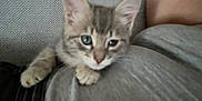 Ally a rejoint le concours — aidez-le/la à gagner de superbes lots ! animal, blurred, cat, close_up, curious, cute, fabric, feline, grey_shirt, human, indoor, kitten, paw, person, pet, resting, small, tabby, texture, young