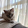 Billy joined the competition — help win amazing prizes! cat, blue_eyes, resting, blanket, cozy, indoor, window, sheer_curtains, sunlight, soft_light, fur, pet, animal, close_up, portrait, relaxed, cute, whiskers, paws, home
