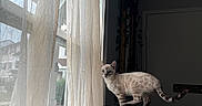 Billy is registered to the contest to win money with this photo: cat, indoor, window, curtain, blanket, feline, light, shadow, home, pet, blue_eyes, soft_texture, curious, animal, whiskers, tail, door, plant, quiet, cozy