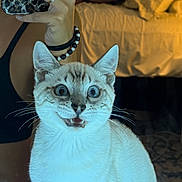 Billy joined the competition — help win amazing prizes! cat, mirror, selfie, person, phone, leopard_print, bedroom, bed, blanket, pillow, hand, ring, bracelet, water_bottle, reflection, fur, whiskers, wide_eyes, open_mouth, indoor