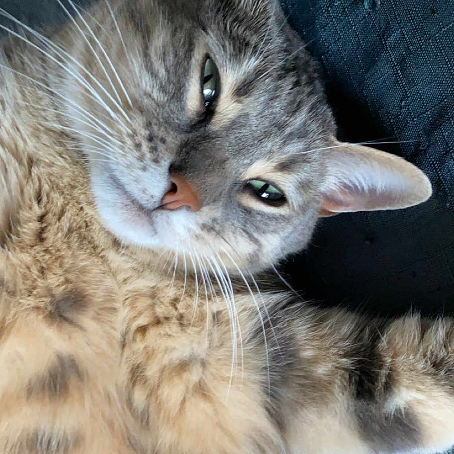 Rocky participe au concours pour gagner de l'argent avec cette photo : abyssinian, angora, animal, bodypart, brasssection, cat, chair, couch, egyptiancat, furniture, horn, kitten, manx, mouth, musicalinstrument, person, pet, siamese, sleeping, tongue