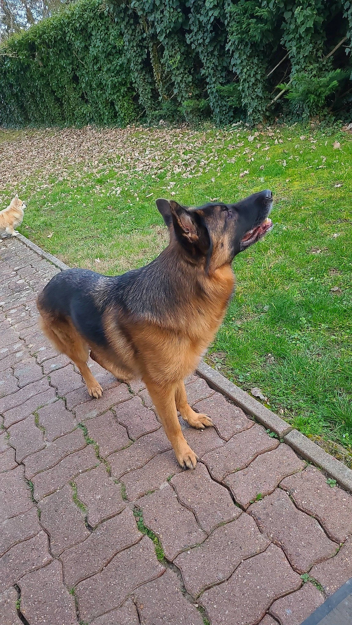 Petonne a rejoint le concours — aidez-le/la à gagner de superbes lots ! canidae, carnivore, dog, dog_breed, east_european_shepherd, fawn, flooring, german_shepherd_dog, grass, herding_dog, king_shepherd, old_german_shepherd_dog, plant, road_surface, snout, sporting_group, tail, terrestrial_animal, tree, wildlife