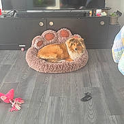 Aïka a rejoint le concours — aidez-le/la à gagner de superbes lots ! accessory, collie, cozy, cushion, dog, fur, furniture, fuzzy_bed, gaze, hardwood_floor, home, indoor, living_room, lounging, pet, pet_bed, plant, slipper, toy, tv_stand