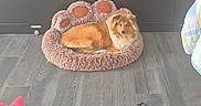 Aïka a rejoint le concours — aidez-le/la à gagner de superbes lots ! accessory, collie, cozy, cushion, dog, fur, furniture, fuzzy_bed, gaze, hardwood_floor, home, indoor, living_room, lounging, pet, pet_bed, plant, slipper, toy, tv_stand