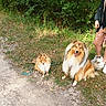 dog, dogs, shetland_sheepdog, rough_collie, fluffy, long_hair, small_dog, large_dog, outdoor, woodland, forest, grass, path, leash, pet, standing, sitting, animal_portrait, greenery, sunlight
