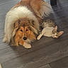 dog, cat, pets, animal, collie, long_hair, fluffy, tabby, white, brown, orange, lying_down, relaxed, companions, indoors, floor, wood_floor, dining_room, furniture, portrait