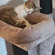 Bali a rejoint le concours — aidez-le/la à gagner de superbes lots ! cat, kitten, tabby, white_fur, sleeping, relaxed, curled_up, pet, animal, feline, cat_tree, hammock, scratching_post, plush, cozy, indoors, home, beige, blanket, portrait