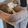 cat, kitten, tabby, white_fur, sleeping, relaxed, curled_up, pet, animal, feline, cat_tree, hammock, scratching_post, plush, cozy, indoors, home, beige, blanket, portrait