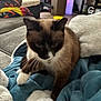 cat, siamese_cat, pet, indoor, blanket, couch, furniture, living_room, paw, fur, animal, cozy, soft, curious, relaxed, home, domestic, whiskers, collar, playful