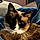 Cleo