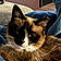 Cleo