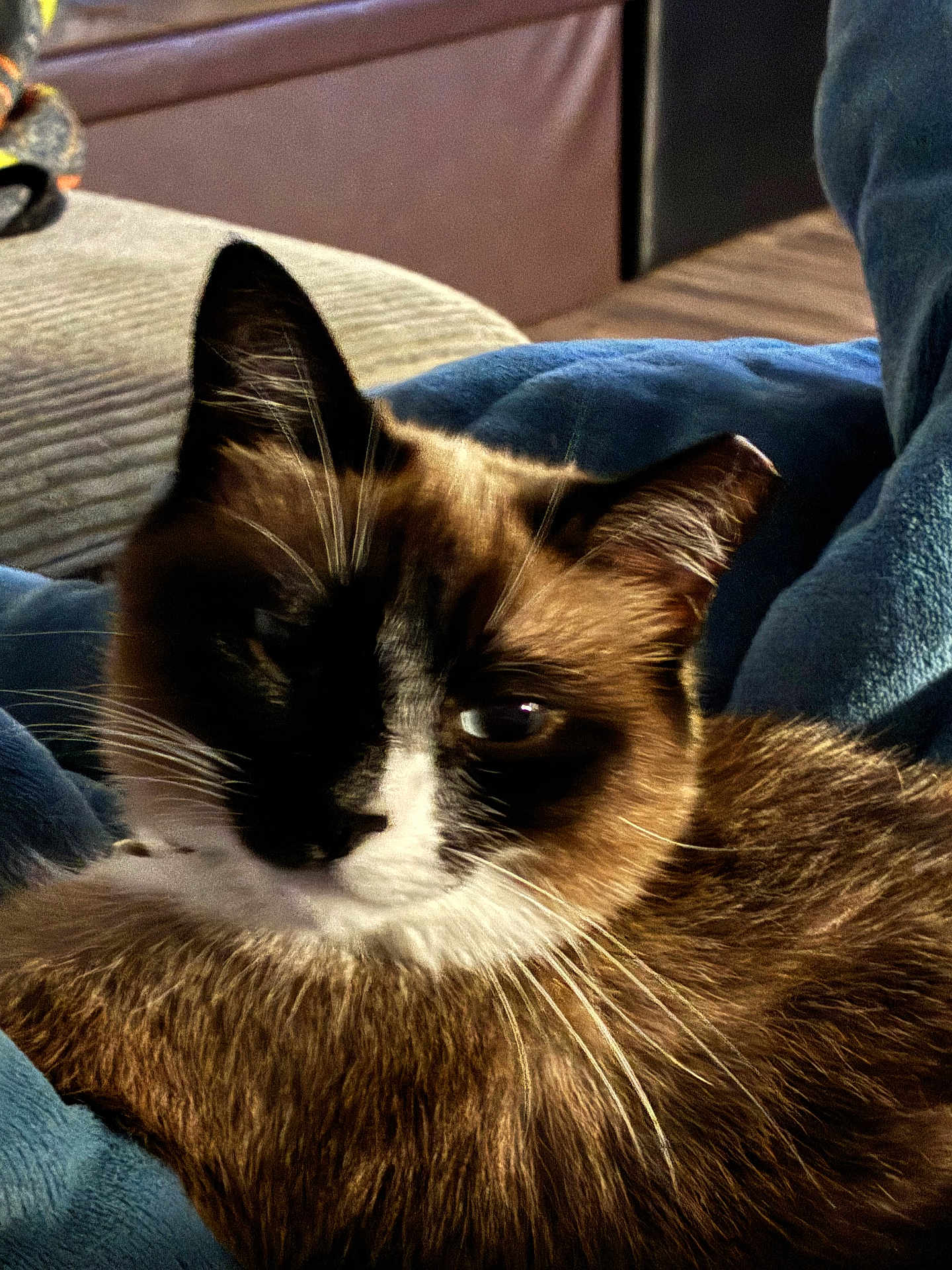 Cleo