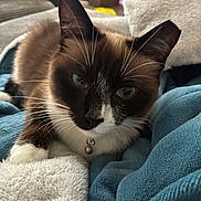 Cleo joined the competition — help win amazing prizes! animal, bell, blanket, blue_eyes, brown_fur, cat, close_up, collar, comfort, cozy, domestic, feline, fur, indoor, pet, relaxed, resting, soft_texture, whiskers, white_fur