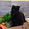 black_cat, cat, cardboard_box, vegetables, carrot, parsley, potatoes, kitchen, indoor, food, pet, animal, table, container, greenery, curious, sitting, domestic, feline, box