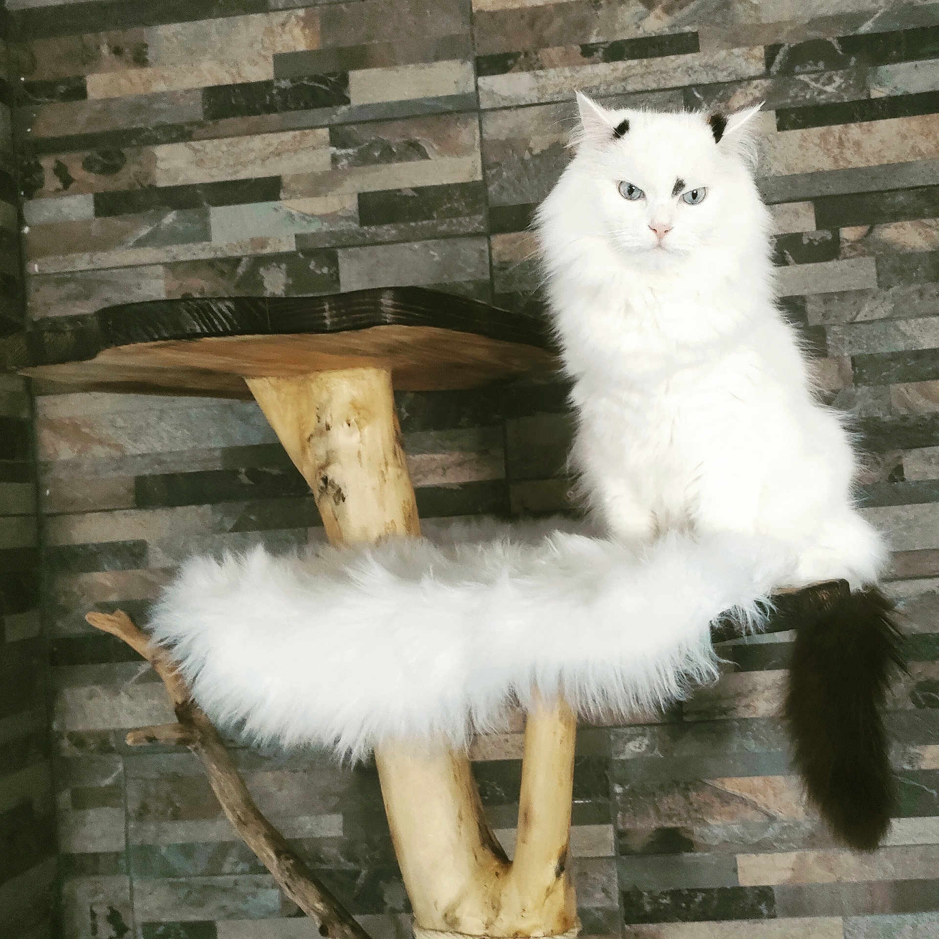 Leyko a rejoint le concours — aidez-le/la à gagner de superbes lots ! angora, animal, architecture, arcticfox, building, canine, cat, driftwood, fox, indoors, kitten, manx, pet, plant, plywood, siamese, tree, treetrunk, wall, wood