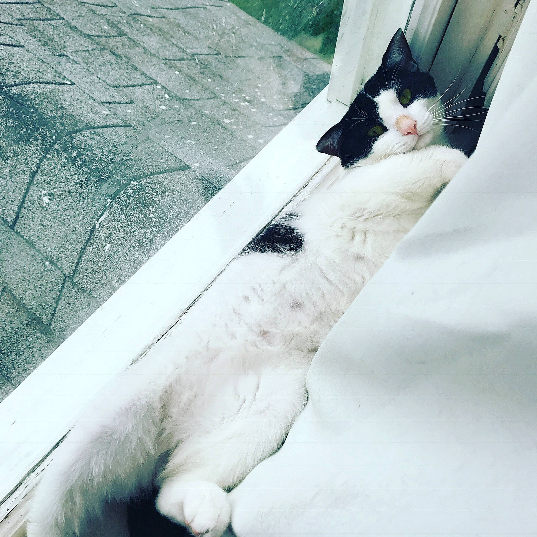 Hero is registered to the contest to win money with this photo: carnivore, cat, domestic_short_haired_cat, event, felidae, formal_wear, freezing, fur, line, paw, plant, small_to_medium_sized_cats, snout, snow, tail, tree, whiskers, white, window, winter