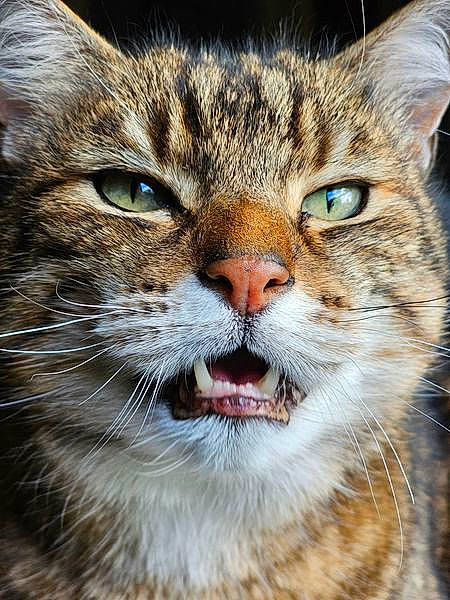Adès participe au concours pour gagner de l'argent avec cette photo : carnivore, cat, claw, close_up, domestic_short_haired_cat, felidae, fur, grass, paw, small_to_medium_sized_cats, snout, terrestrial_animal, tree, whiskers, wildlife, window