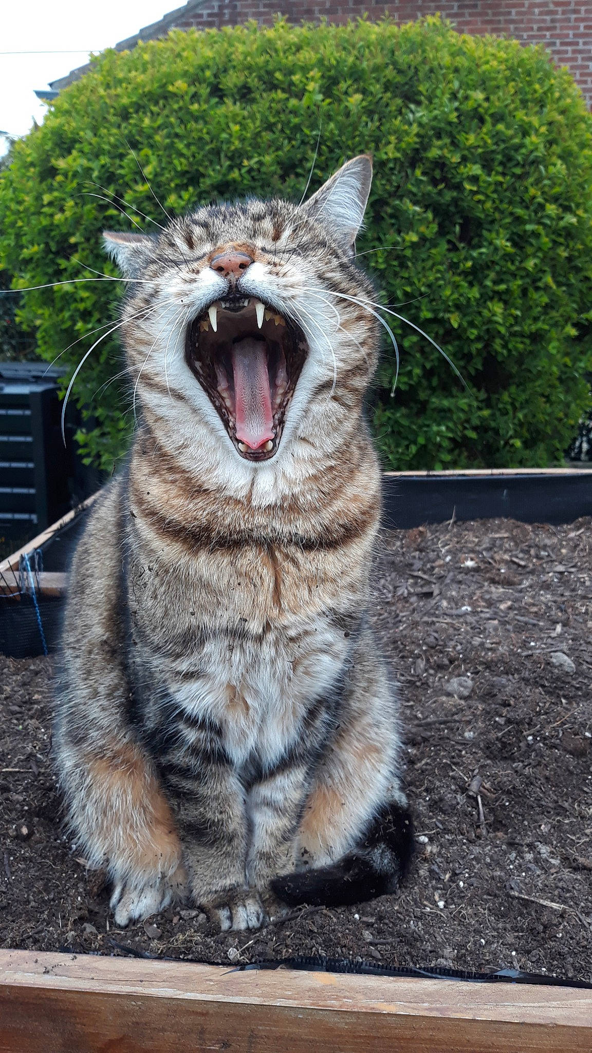 Adès participe au concours pour gagner de l'argent avec cette photo : carnivore, cat, claw, domestic_short_haired_cat, fang, felidae, fur, grass, grey, jaw, road_surface, small_to_medium_sized_cats, snout, tail, terrestrial_animal, tree, whiskers, wildlife, window, yawn