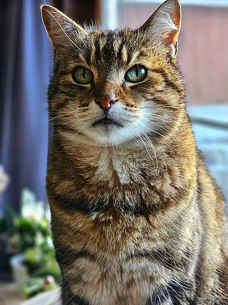 Adès a rejoint le concours — aidez-le/la à gagner de superbes lots ! carnivore, cat, domestic_short_haired_cat, eye, felidae, fur, grass, houseplant, lynx, plant, small_to_medium_sized_cats, snout, tail, terrestrial_animal, tree, whiskers, wildlife