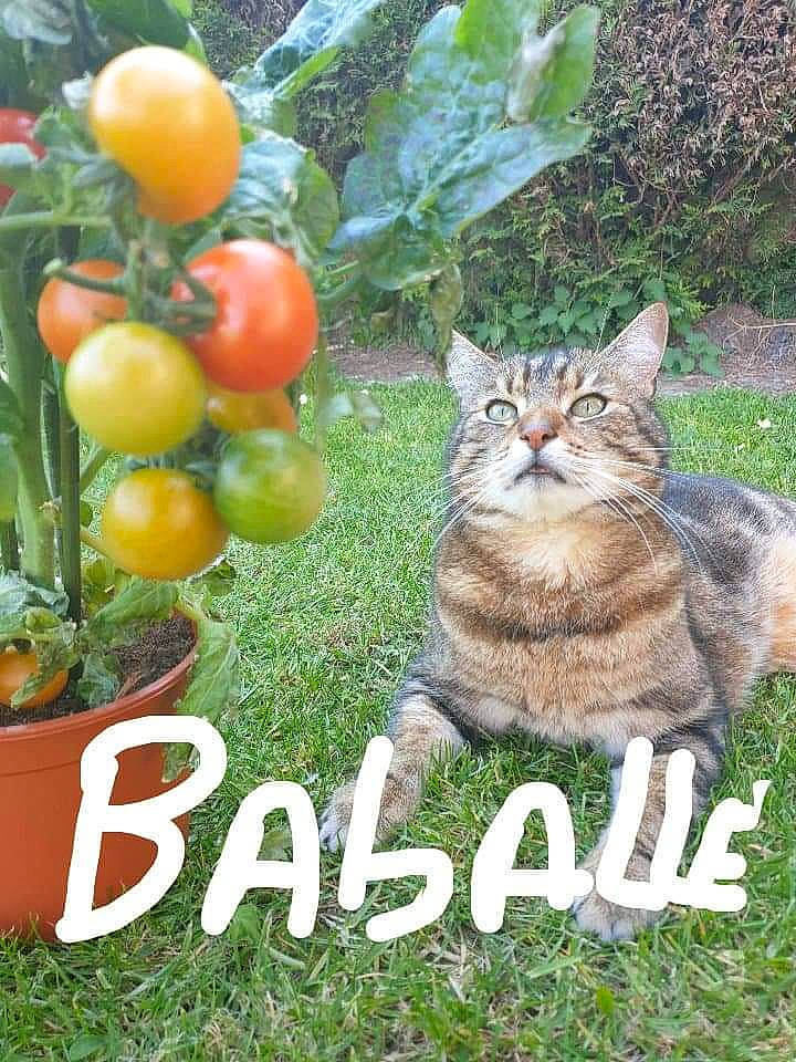 Adès participe au concours pour gagner de l'argent avec cette photo : bush_tomato, carnivore, cat, cherry_tomatoes, fawn, felidae, flowerpot, fruit, grass, groundcover, natural_foods, organism, plant, plum_tomato, small_to_medium_sized_cats, snout, tomato, tree, vegetable, whiskers