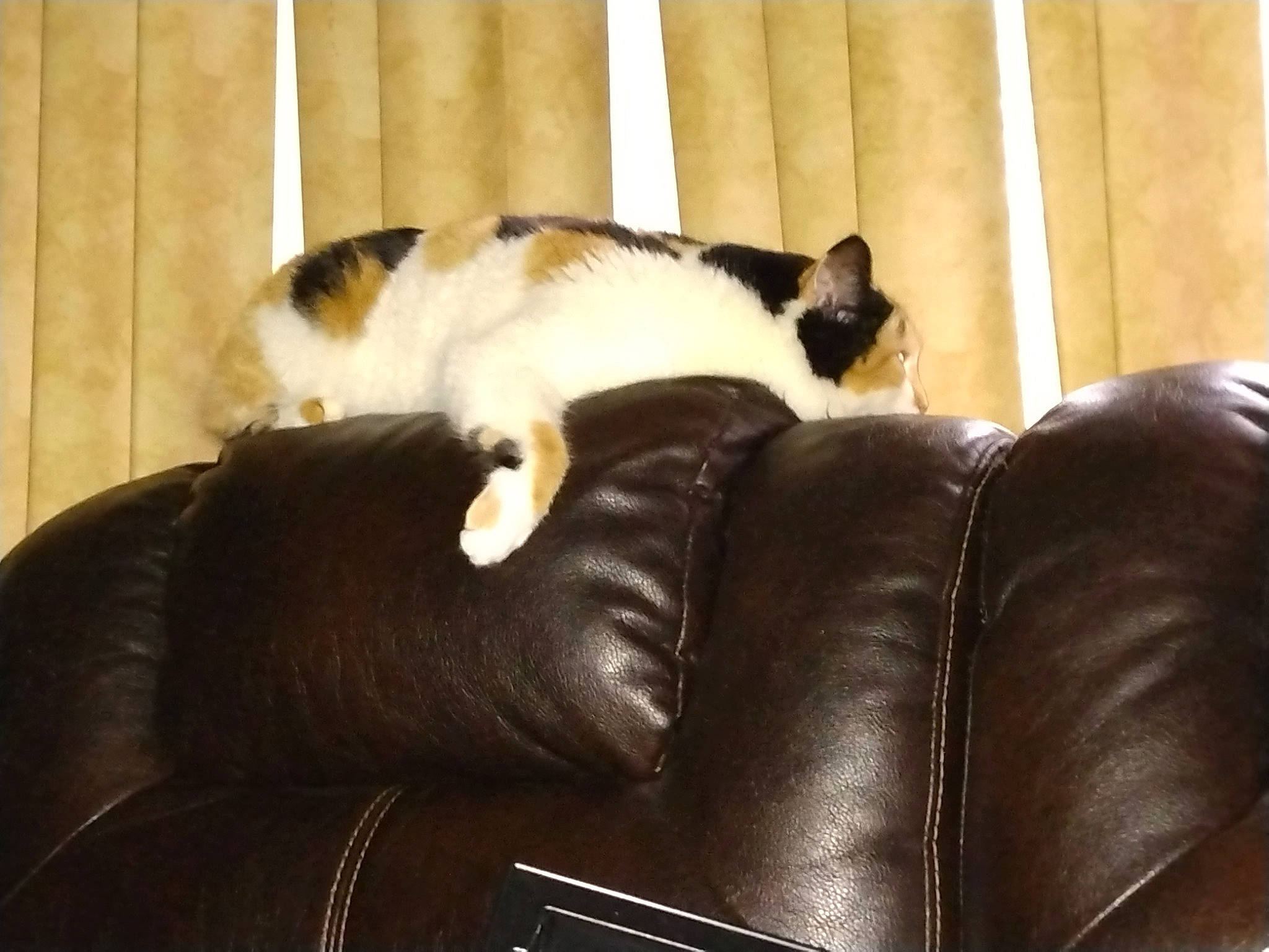 Beerbeergee is registered to the contest to win money with this photo: carnivore, cat, cat_supply, comfort, companion_dog, couch, domestic_short_haired_cat, felidae, flooring, fur, hardwood, living_room, mammal, room, small_to_medium_sized_cats, studio_couch, tail, vertebrate, whiskers, wood