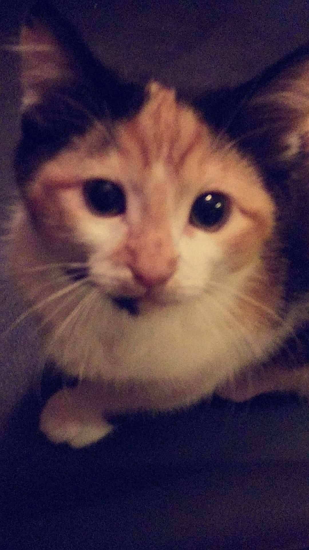 Beerbeergee joined the competition — help win amazing prizes! carnivore, cat, domestic_short_haired_cat, felidae, fur, iris, sky, small_to_medium_sized_cats, snout, square, terrestrial_animal, whiskers, window